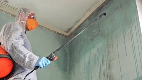 Mold Inspection