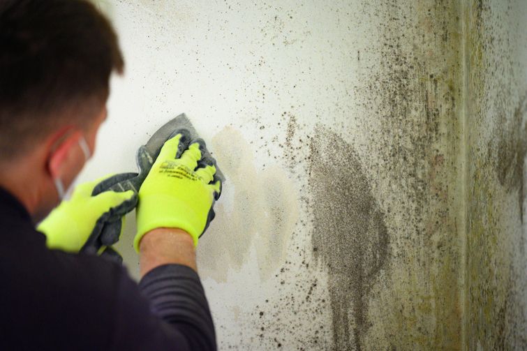 Mold Inspection